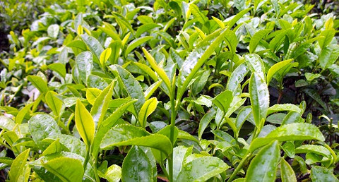 Camellia sinensis
